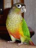 Yellow shoulder amazon parrot